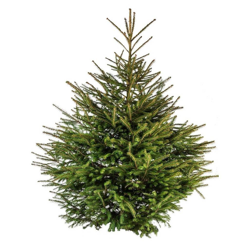 Sapin épicéa naturel