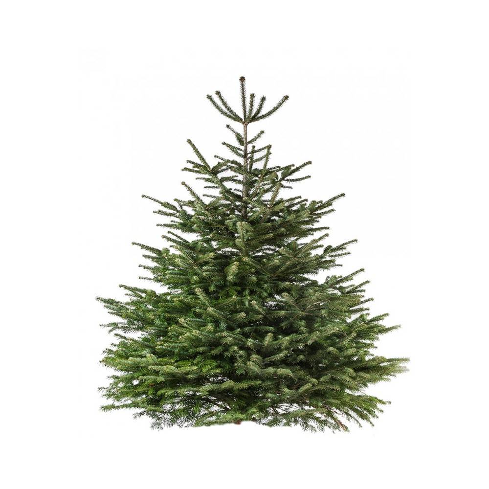 Sapin Nordmann naturel